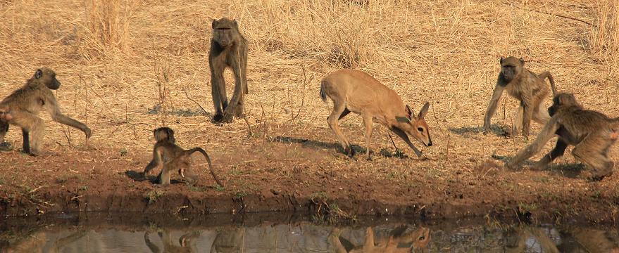 Old Ursula Camp - Stanley and Livingstone private game reserve