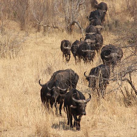 Old Ursula Camp - Stanley and Livingstone private game reserve