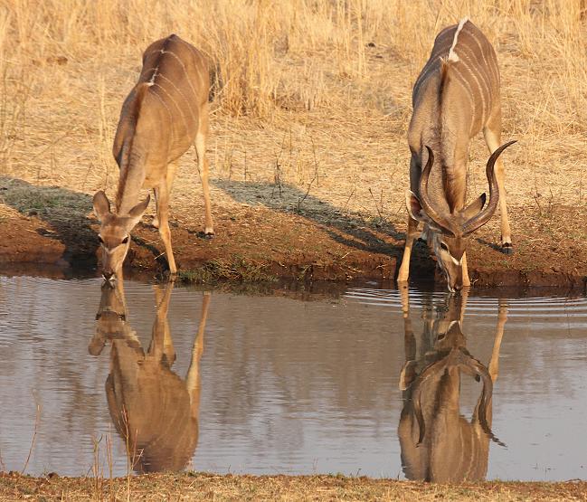 Old Ursula Camp - Stanley and Livingstone private game reserve