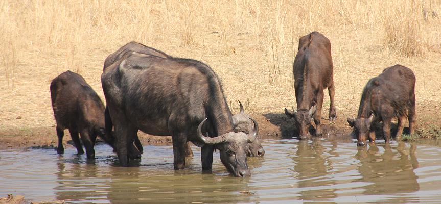 Stanley and Livingstone private game reserve
