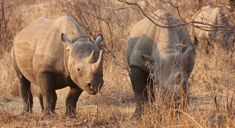Stanley and Livingstone private game reserve