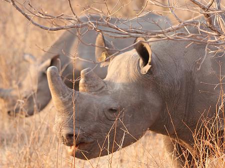 Stanley and Livingstone private game reserve
