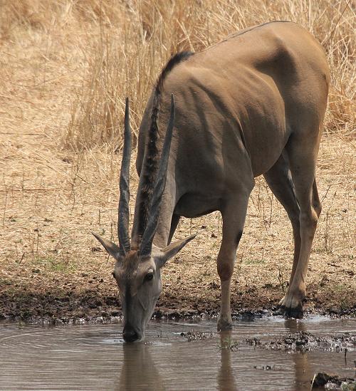 Old Ursula Camp - Stanley and Livingstone private game reserve