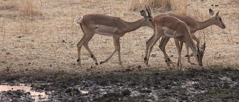 Old Ursula Camp - Stanley and Livingstone private game reserve