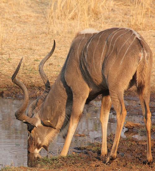 Old Ursula Camp - Stanley and Livingstone private game reserve