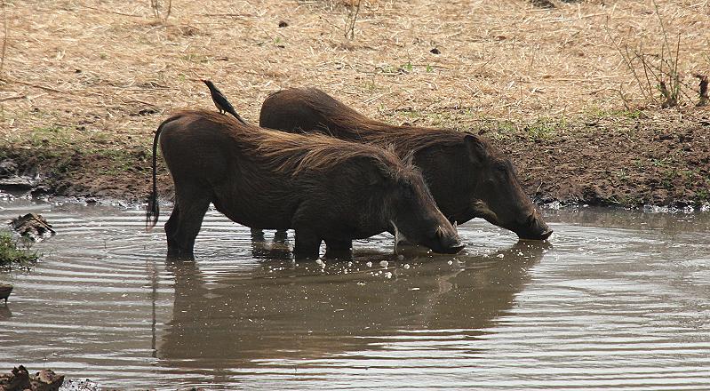 Old Ursula Camp - Stanley and Livingstone private game reserve