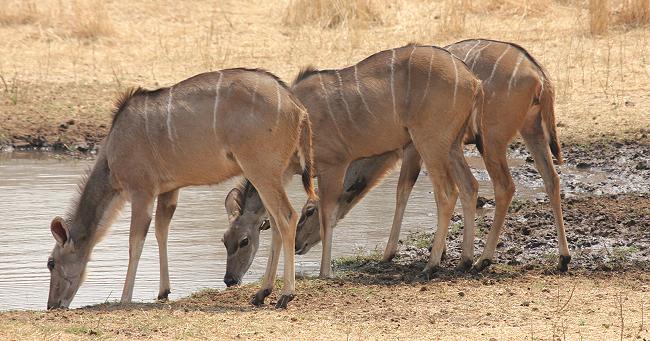 Old Ursula Camp - Stanley and Livingstone private game reserve