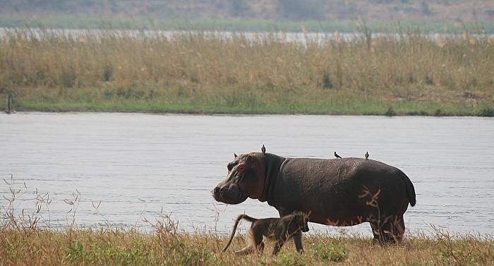 Ruckomechi Camp / Mana Pools National Park