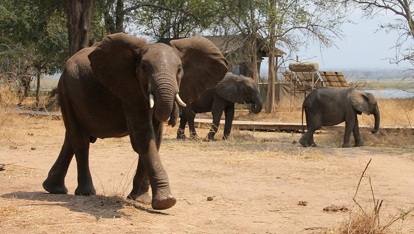 elephants at the bar - Ruckomechi Camp