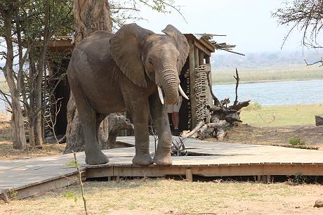 elephants at the bar - Ruckomechi Camp