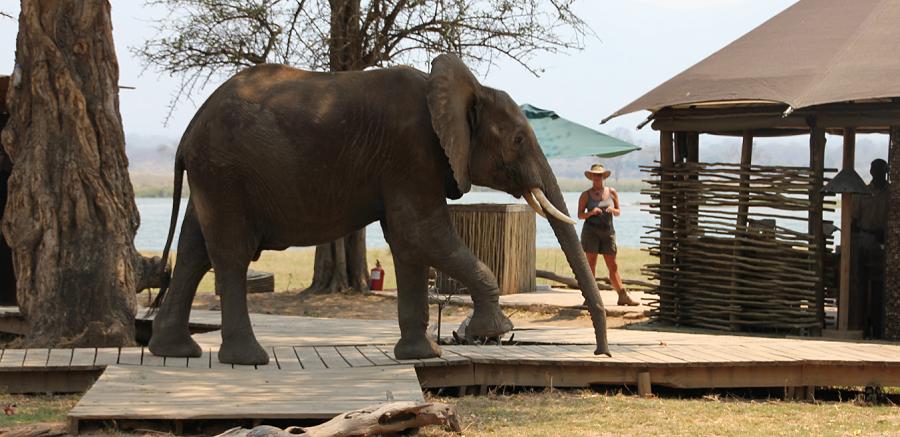 elephants at the bar - Ruckomechi Camp