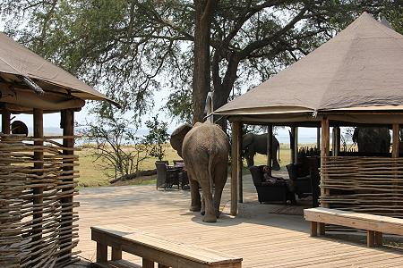 elephants at the bar - Ruckomechi Camp