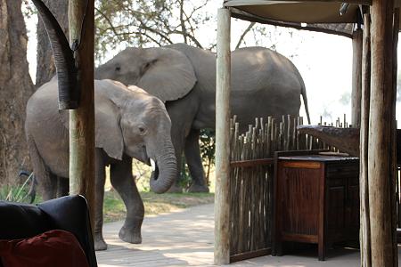 elephants at the bar - Ruckomechi Camp