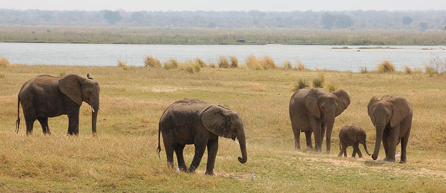 Ruckomechi Camp - Mana Pool National Park