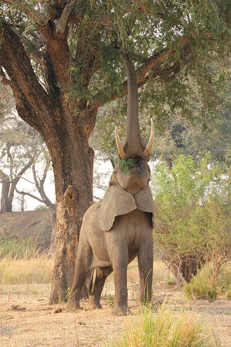 streching elephant, Ruckomechi, Zimbabwe