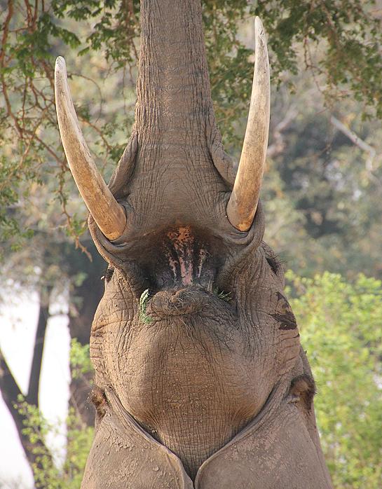 streching elephant, Ruckomechi, Zimbabwe