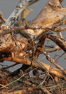 Ruckomechi bush walk / Mana Pools National Park