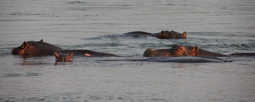 Ruckomechi bush walk / Mana Pools National Park