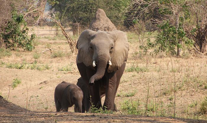Ruckomechi bush walk / Mana Pools National Park