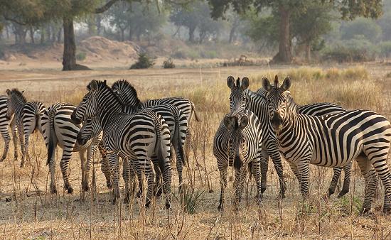 Ruckomechi bush walk / Mana Pools National Park