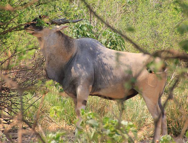 Ruckomechi bush walk / Mana Pools National Park
