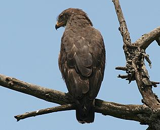 Zwergadler, Booted Eagle, Hieraaetus pennatus