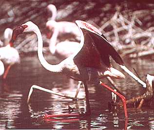 Zwergflamingo, Phoeniconaias minor