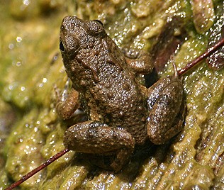 Zwergfrosch, Phrynobatrachus acridoides, Coast Puddle Frog