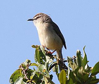Fahlschn&auml;pper, Pale Flycatcher, Bradornis_pallidus