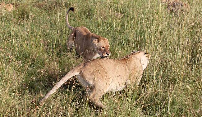 Löwen mit Jungen erbeuten ein Warzenschwein - Masai Mara