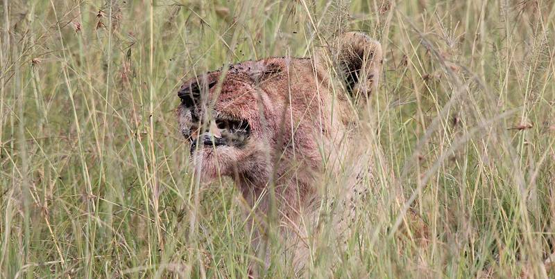 Löwen - Masai Mara