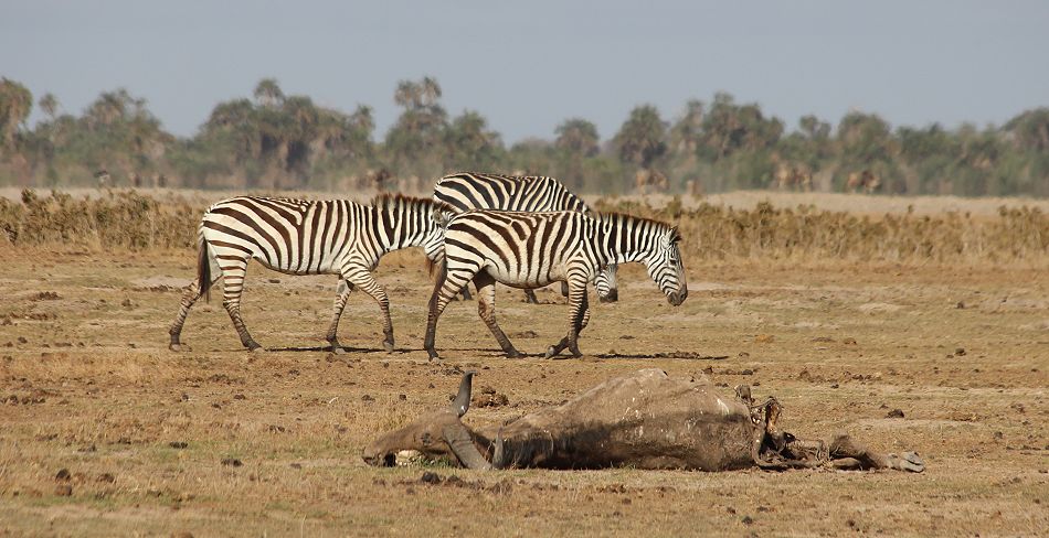 Amboseli National Park