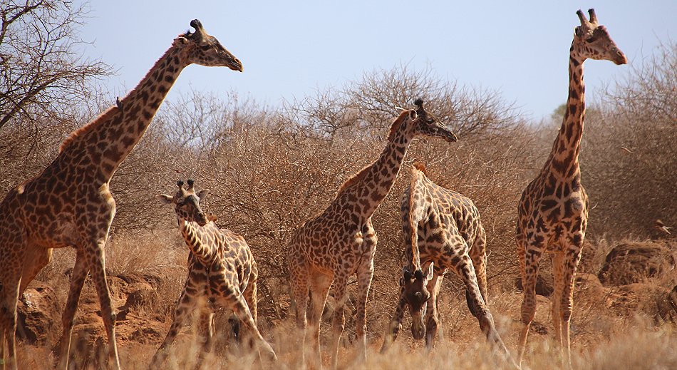 Giraffen am Amboseli Bush Camp - Kimana