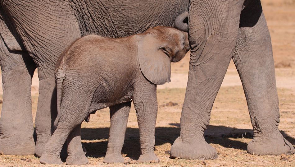 Elefantenbaby im Amboseli Park