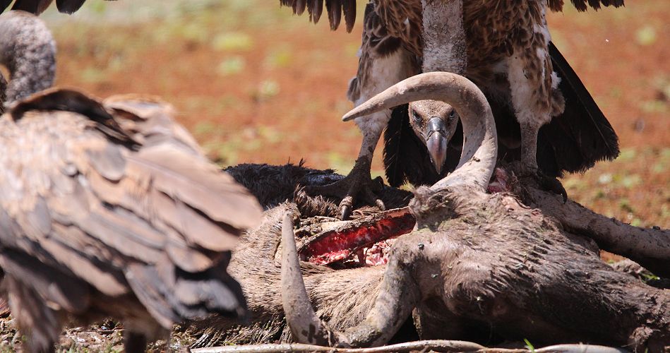 Rüpelgeier am Aas im Amboseli