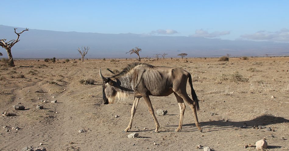 Gnu im Staub des Amboseli