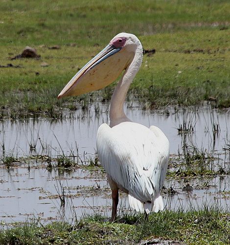 Rosa Pelican im Amboseli Park