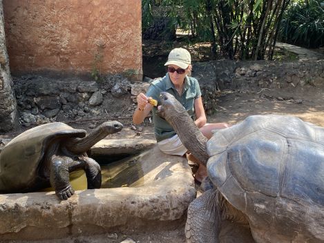 Aldabra Schildkörten im Garten des Boko Boko