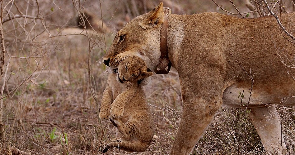 Löwenmutter mit drei Babys im Lumo Conservancy