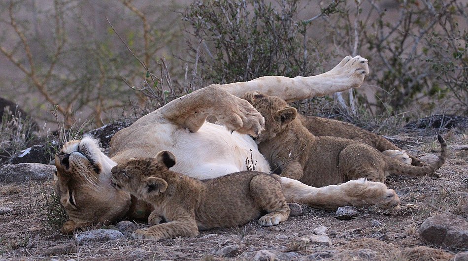 verspielte Löwenbabys im Lumo Conservancy