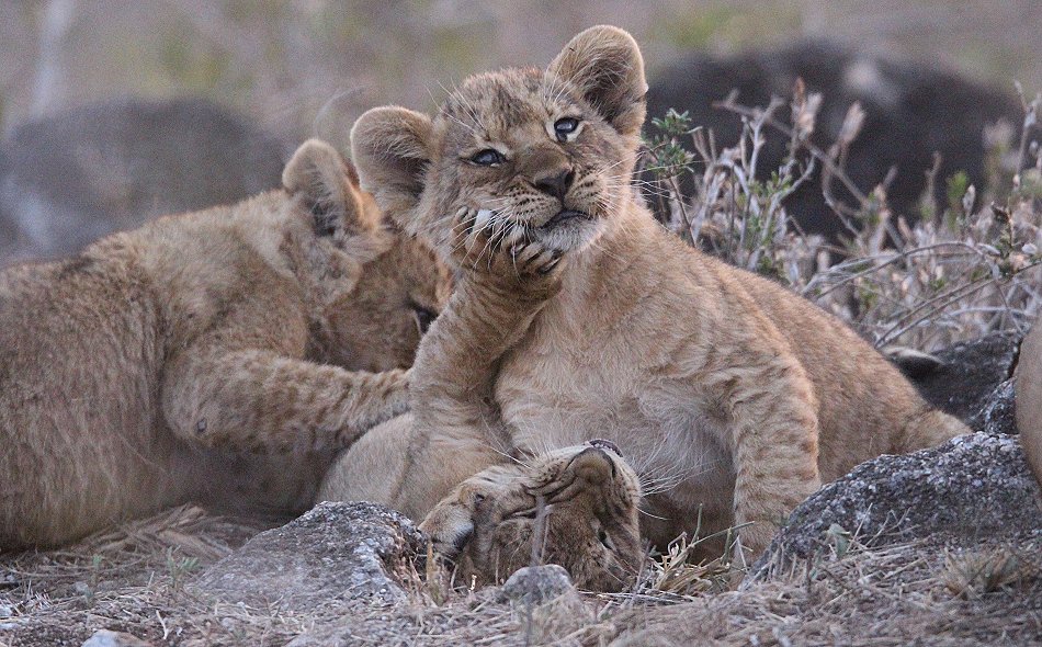 verspielte Löwenbabys im Lumo Conservancy