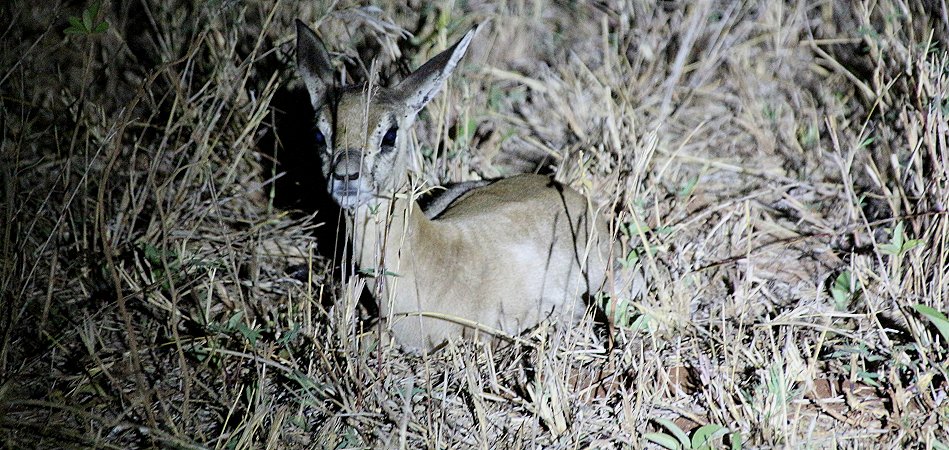 Night Game Drive