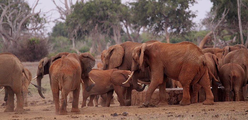Elefanten im Tsavo Ost