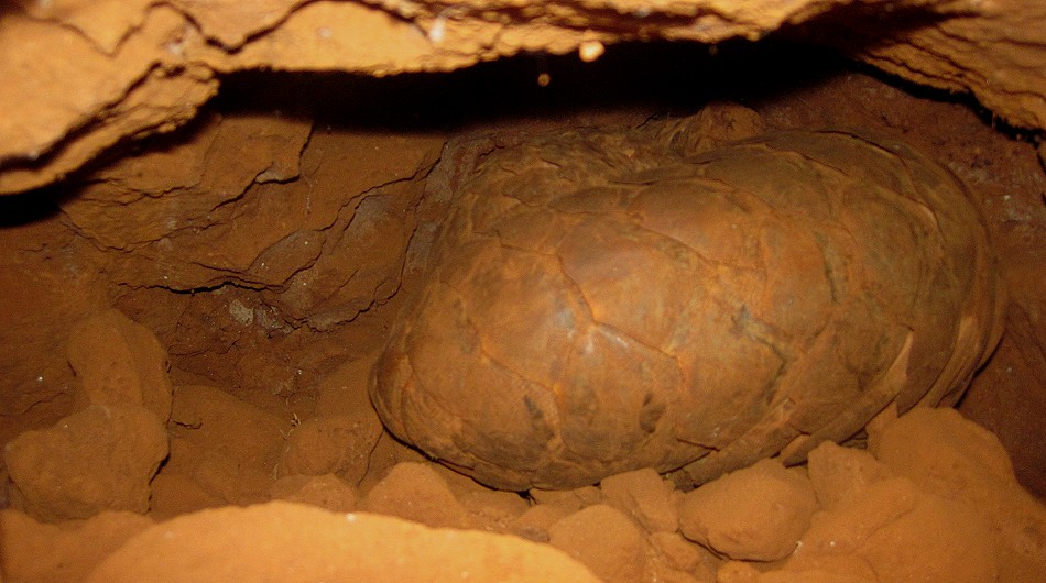 Pangoline im Termitenhügel, Lumo Conservancy