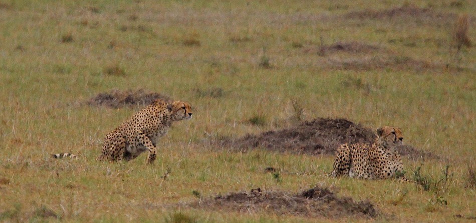 Geparden Männchen, Mbili Bora (ex Tano Bora) auf der Jagd
