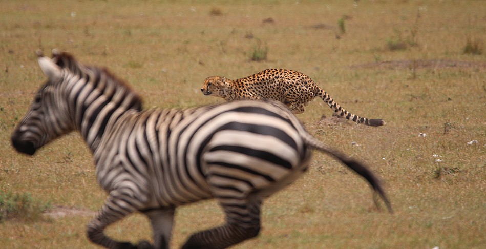 Geparden Männchen, Mbili Bora (ex Tano Bora) jagen Zebras