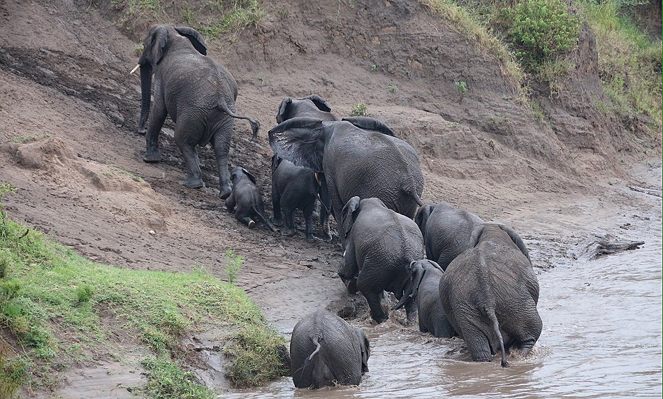 Elefanten im Talek River, Masai Mara