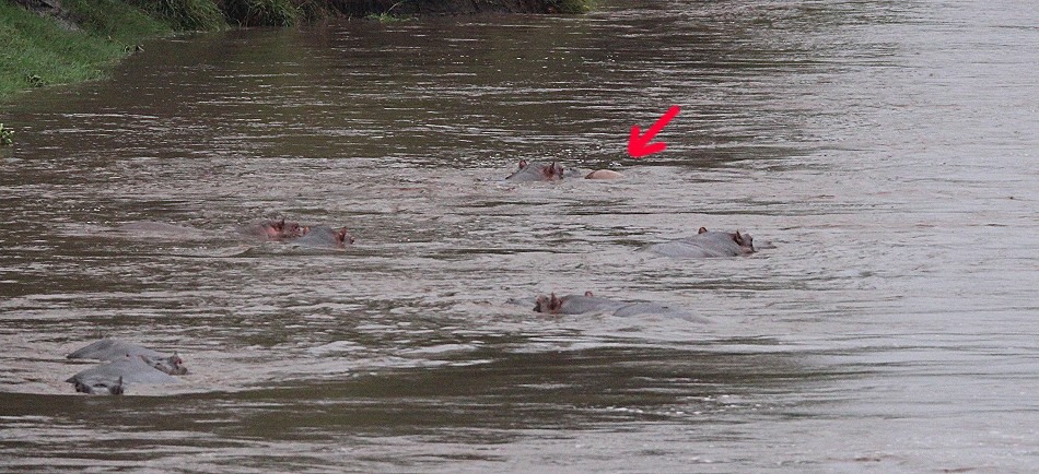 Flusspferde jagen und töten Topi im Talek Fluss