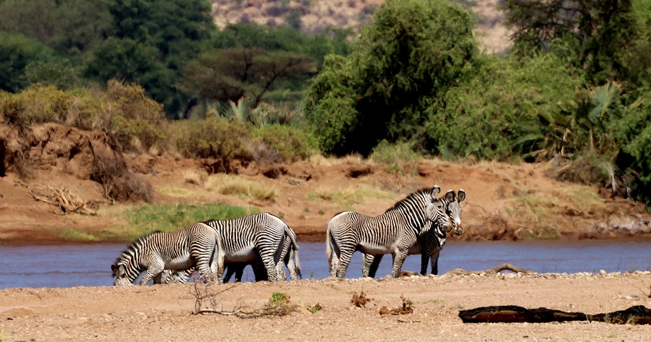 Grevyzebras am Ufer des Ewaso Ngiro