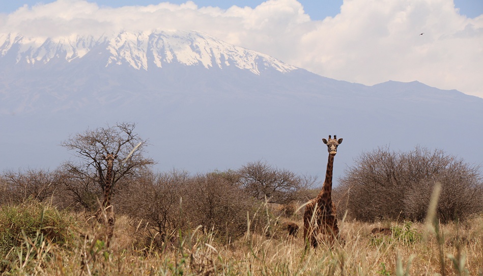 Giraffe vor dem Kilimanjaro